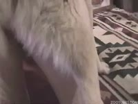 Hardcore anal bestiality action with different types of dogs